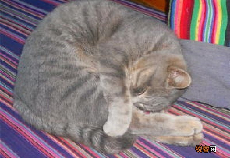 猫咪睡觉时为什么把身体蜷成团