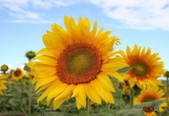 向日葵每天是什么时候开花的 向日葵每天是什么时候开花的呢