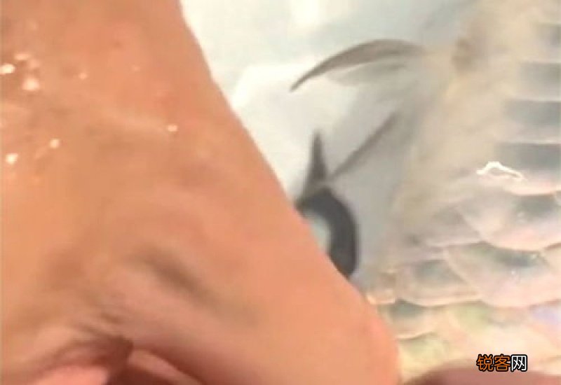 彩麒麟都是嫁接的吗