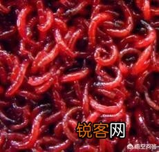 为什么在黑坑钓鱼不让用红虫？