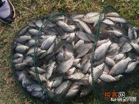 为什么在黑坑钓鱼不让用红虫？