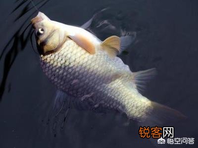 为什么在黑坑钓鱼不让用红虫？
