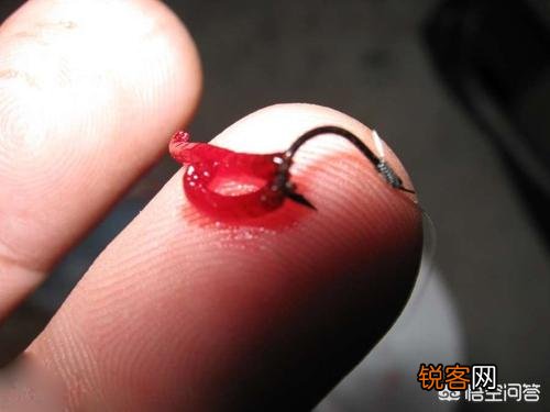 为什么在黑坑钓鱼不让用红虫？