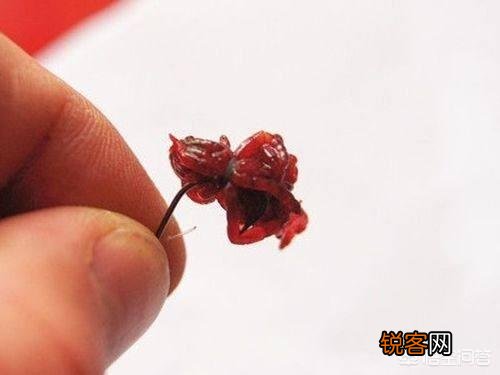 为什么在黑坑钓鱼不让用红虫？