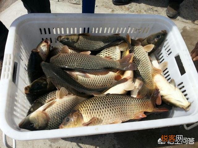 为什么在黑坑钓鱼不让用红虫？