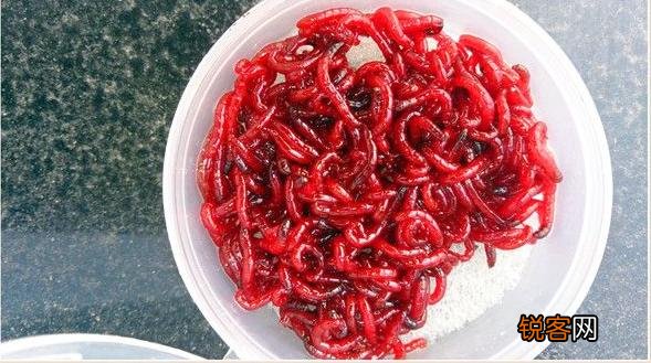 为什么在黑坑钓鱼不让用红虫？