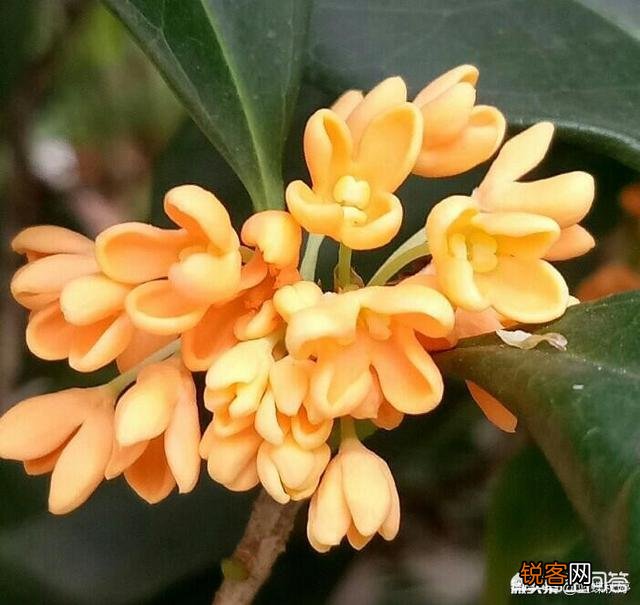 中秋节到了,中秋节是怎么兴起,有典故吗？