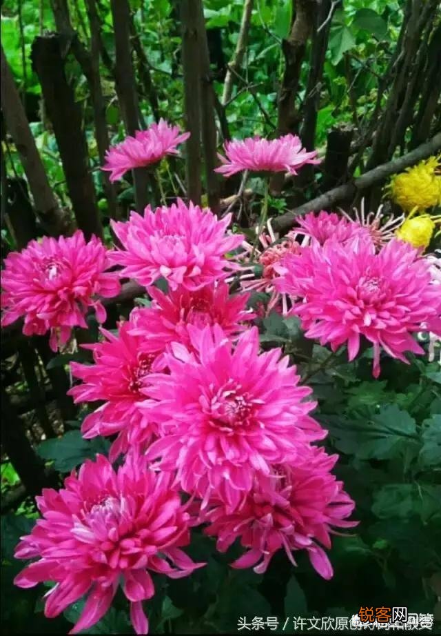 中秋节到了,中秋节是怎么兴起,有典故吗？