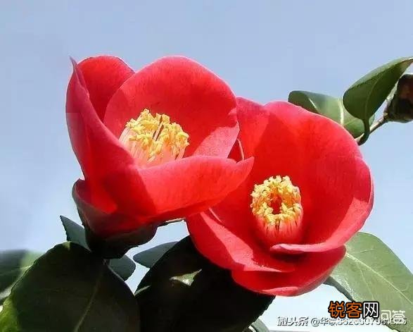 中秋节到了,中秋节是怎么兴起,有典故吗？