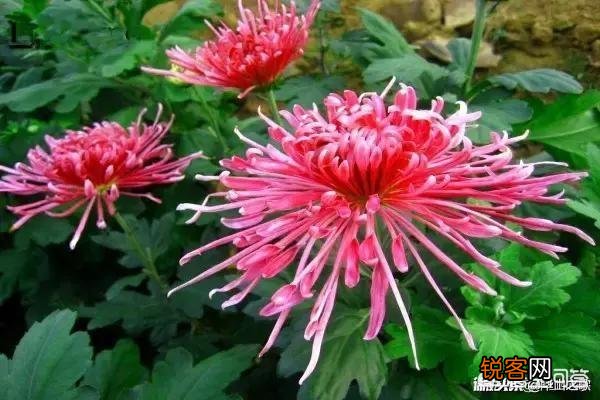 中秋节到了,中秋节是怎么兴起,有典故吗？