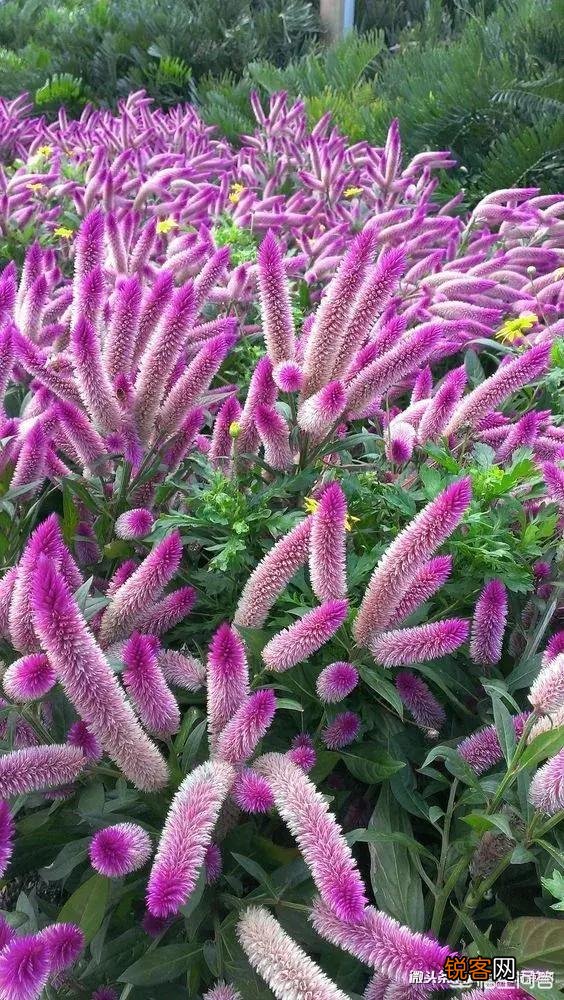 中秋节到了,中秋节是怎么兴起,有典故吗？