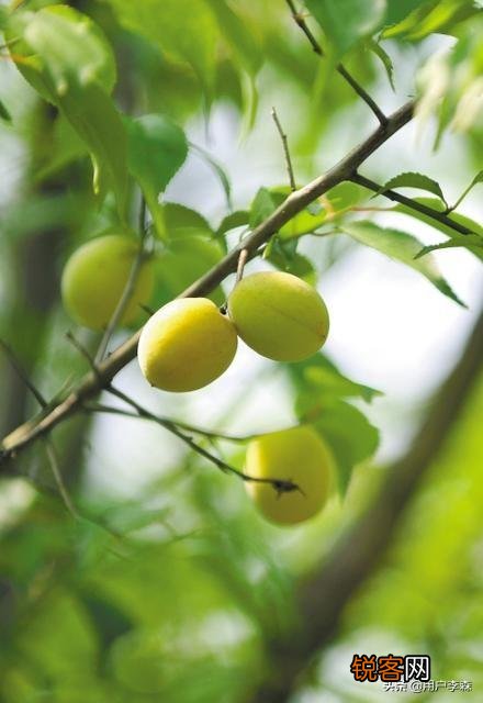 日长篱落无人过,惟有蜻蜓蛱蝶飞。到底是农忙还是农闲呢？