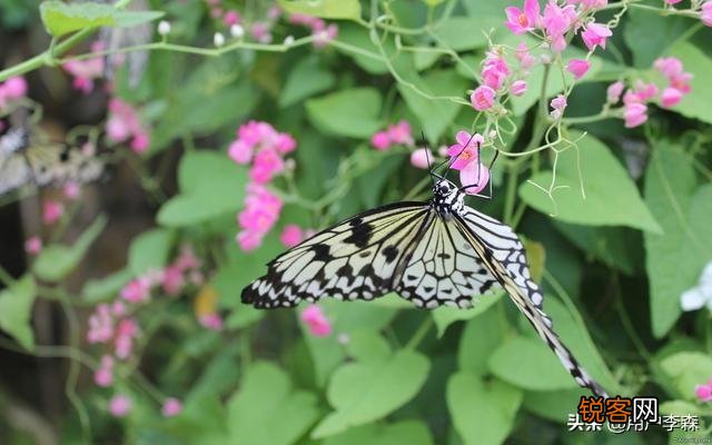 日长篱落无人过,惟有蜻蜓蛱蝶飞。到底是农忙还是农闲呢？
