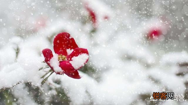 描写雪花的诗句有哪些？