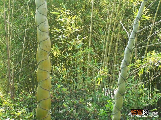 扬州鲜笋趁鲥鱼,烂煮春风上巳初。说与厨人休斫尽,清光留此照摊书。这首诗如何理解？