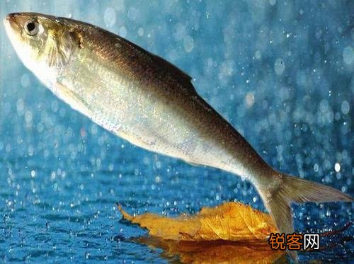 张爱玲说人生有三大遗憾：鲥鱼多刺、海棠无香、《红楼》未完,有什么深意？