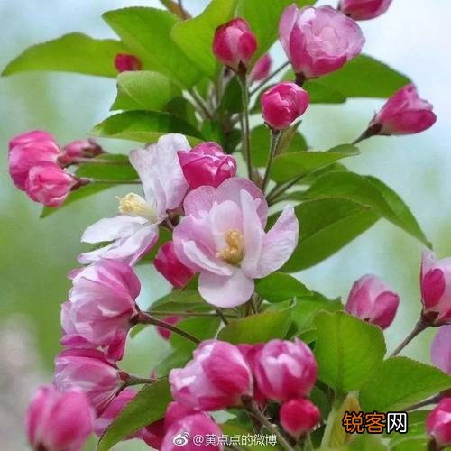 张爱玲说人生有三大遗憾：鲥鱼多刺、海棠无香、《红楼》未完,有什么深意？