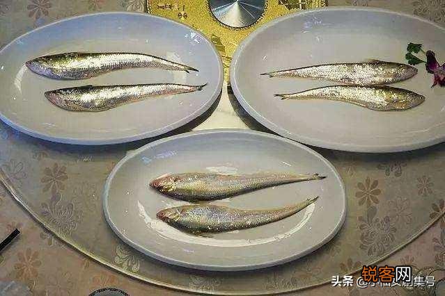 长江最贵的经济鱼有哪些,晒图为证哦？
