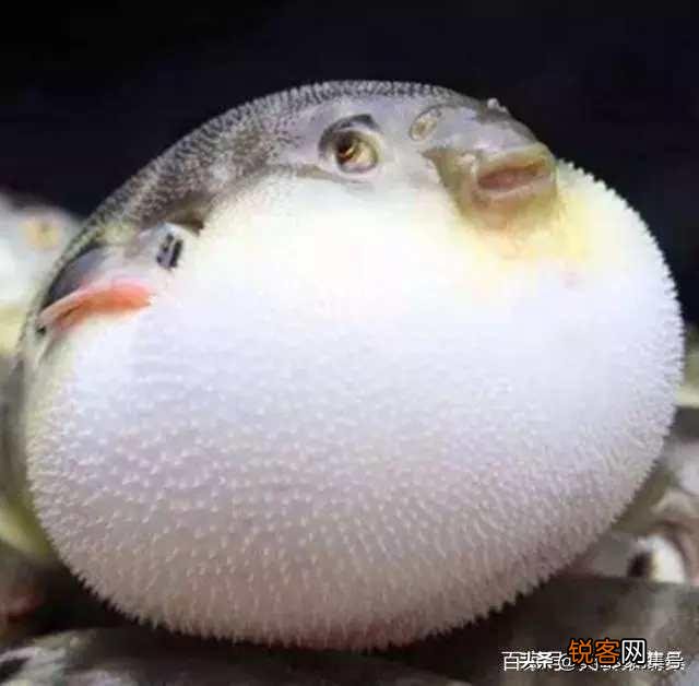 长江最贵的经济鱼有哪些,晒图为证哦？