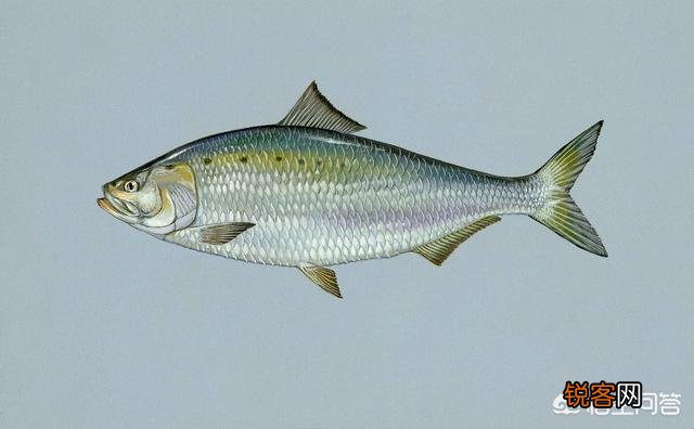 鲥鱼、刀鱼、河豚,为何被称为“长江三鲜”？