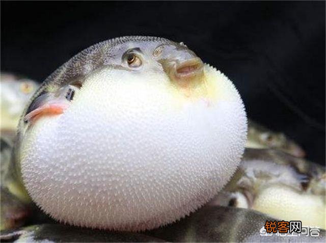 鲥鱼、刀鱼、河豚,为何被称为“长江三鲜”？