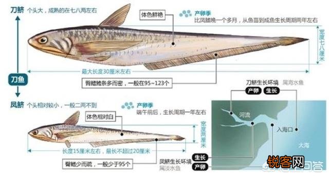 鲥鱼、刀鱼、河豚,为何被称为“长江三鲜”？