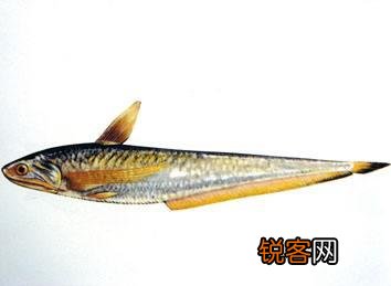 长江三鲜是什么？