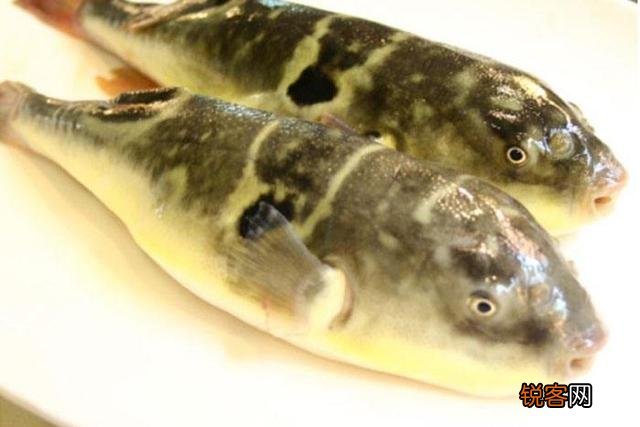 长江三鲜是什么？