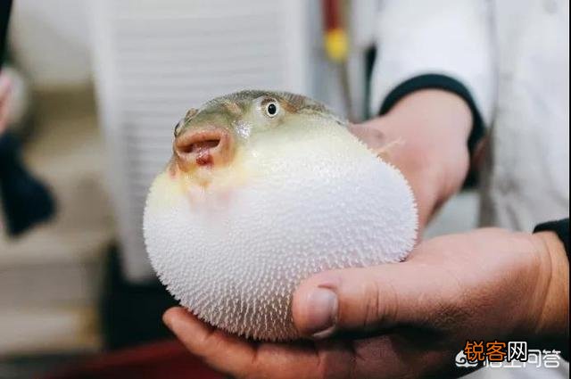 长江三鲜是什么？