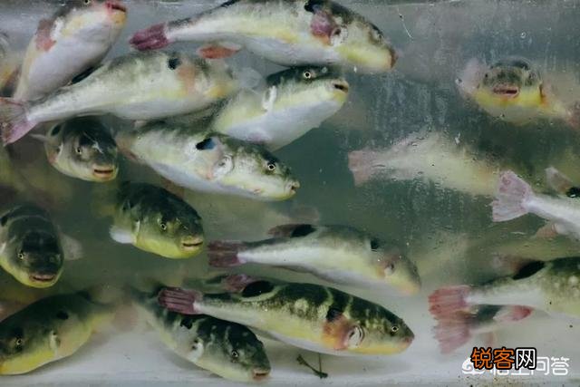 长江三鲜是什么？