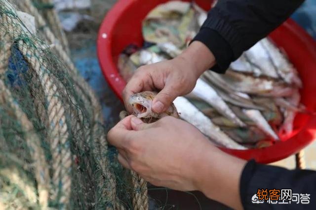 长江三鲜是什么？