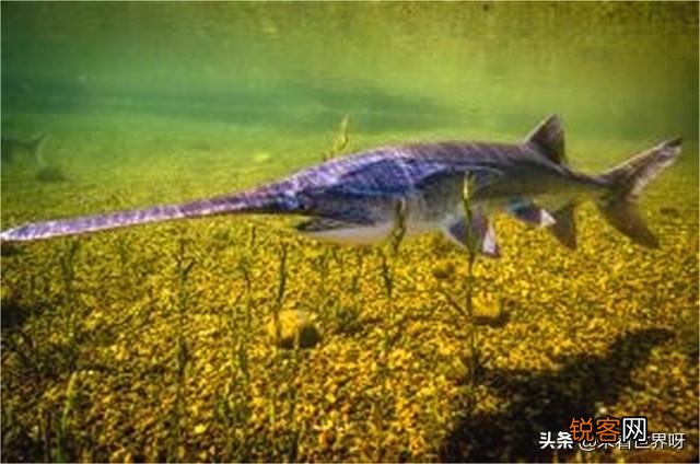 长江白鲟为什么会灭绝？