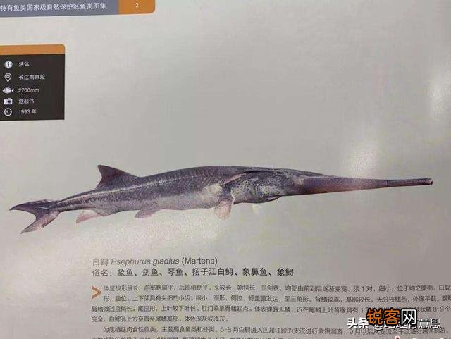 长江白鲟为什么会灭绝？