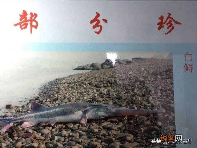 长江白鲟为什么会灭绝？
