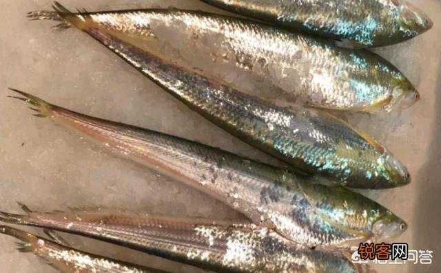 长江三鲜是哪三种鱼？您都吃过吗？