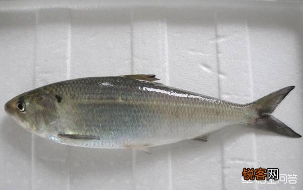 长江三鲜是哪三种鱼？您都吃过吗？