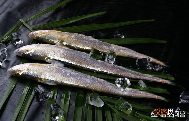 长江三鲜是哪三种鱼？您都吃过吗？