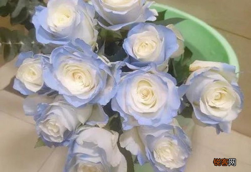 碎冰蓝玫瑰怎么保存