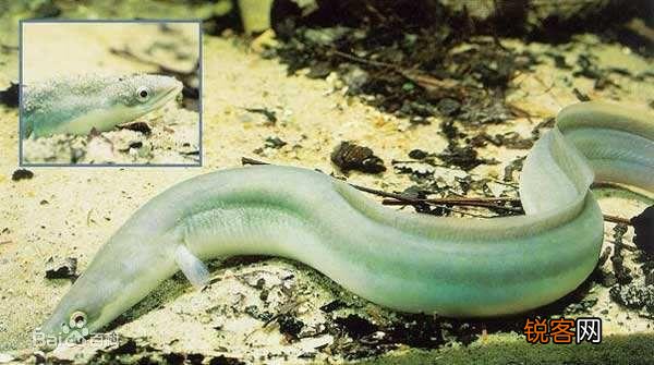 长江鲥鱼灭绝了吗？白鳝还有没有？