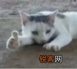 有哪些值得推荐的国产品牌？
