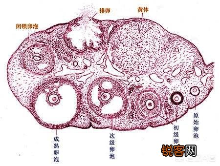 怀孕三个月胎停,想再怀孕压力大,害怕怎么办,怀孕前都查什么？
