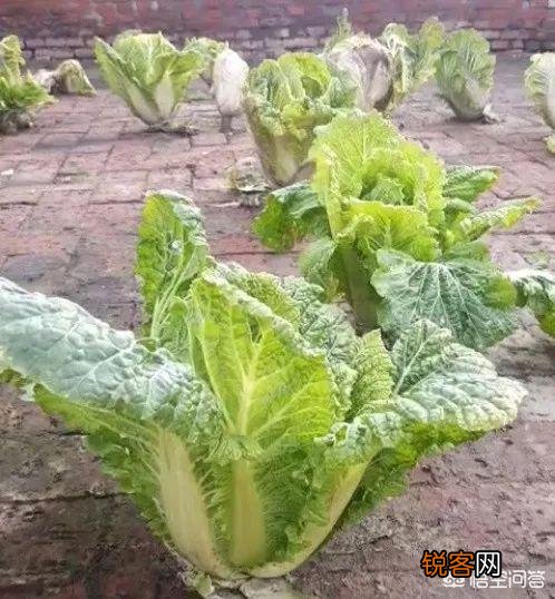 家中有个院子,能做什么？