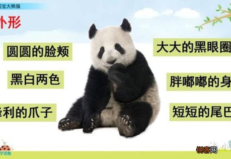 国宝大熊猫三年级作文400字