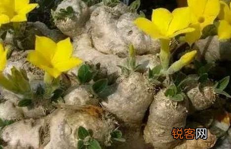多肉贵货有哪些？