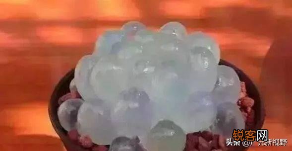 多肉贵货有哪些？