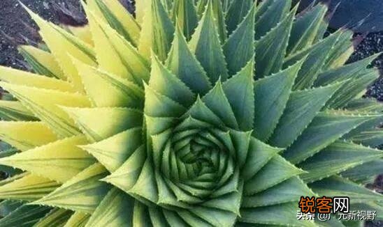 多肉贵货有哪些？