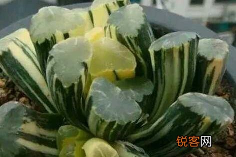 多肉贵货有哪些？