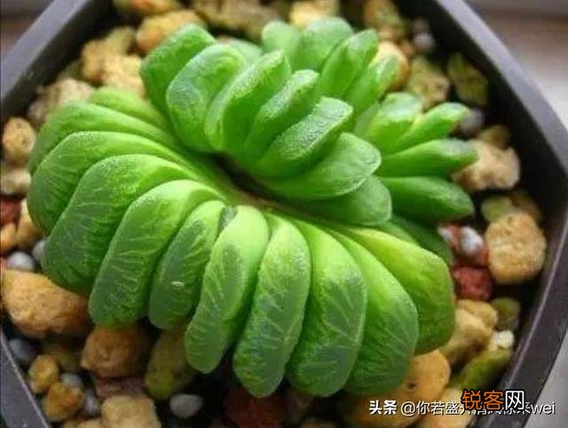 有哪些罕见、少见、稀有甚至贵到逆天的多肉？