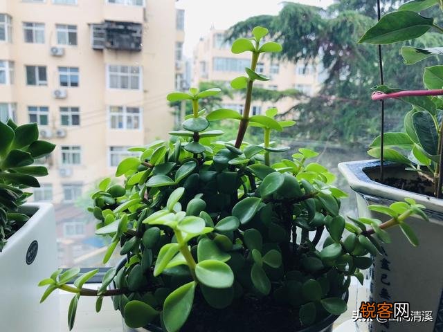 有哪些罕见、少见、稀有甚至贵到逆天的多肉？