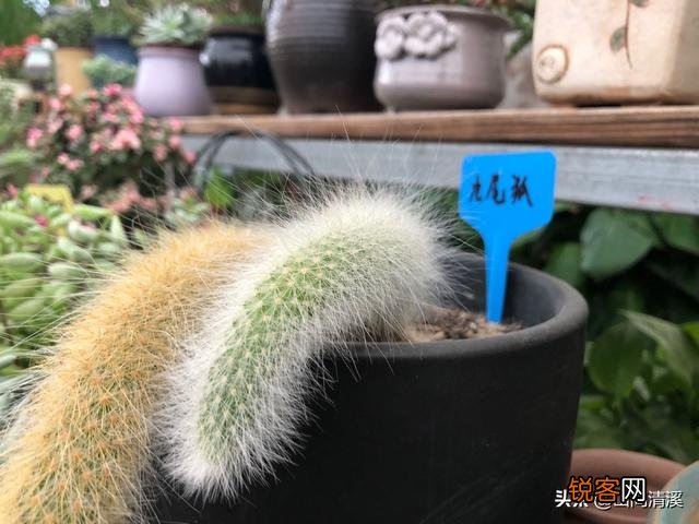 有哪些罕见、少见、稀有甚至贵到逆天的多肉？